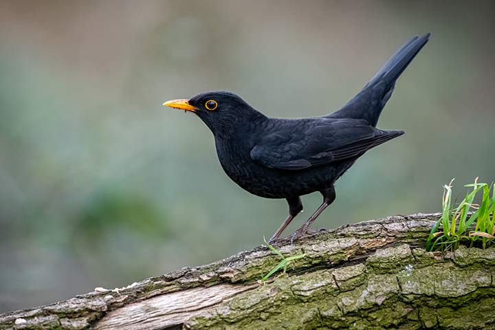 Amsel