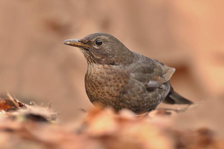 Amsel