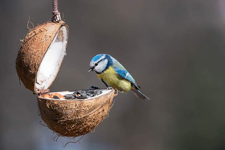 Blaumeisen essen im Winter auch gerne Samen und Nüsse