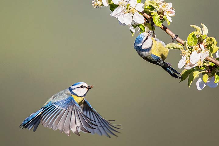 Blaumeisen hängen oft kopfüber an Ästen