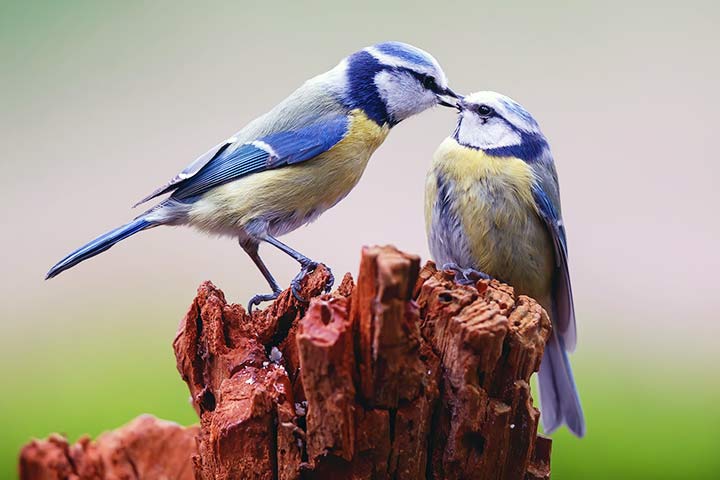 Blaumeise füttert ein Küken