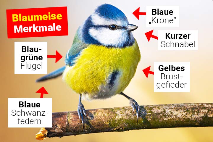 Blaumeise Körperbau und Aussehen