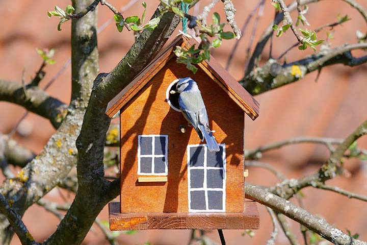 Blaumeisen brüten gerne in Niskästen