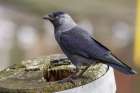 Dohle vogel xl