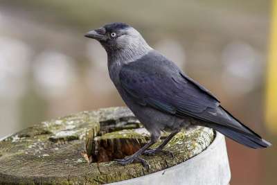 Dohle vogel xl