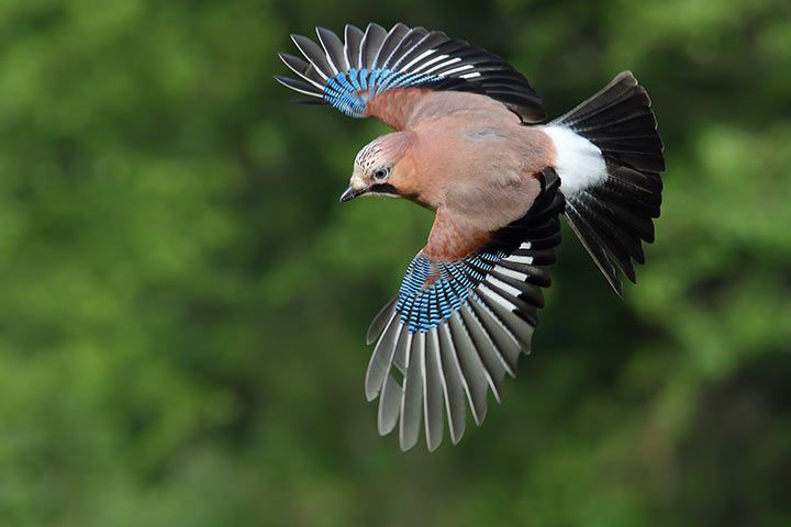Eichelhäher im Flug