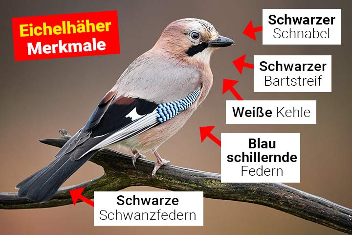Eichelhäher Merkmale