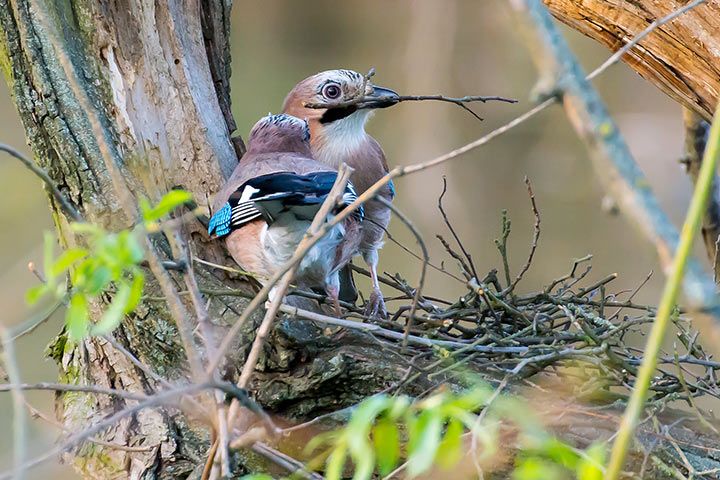 Eichelhäher bauen ein Nest