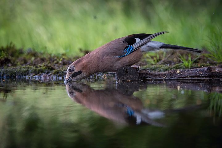 Eichelhäher trinkt Wasser 