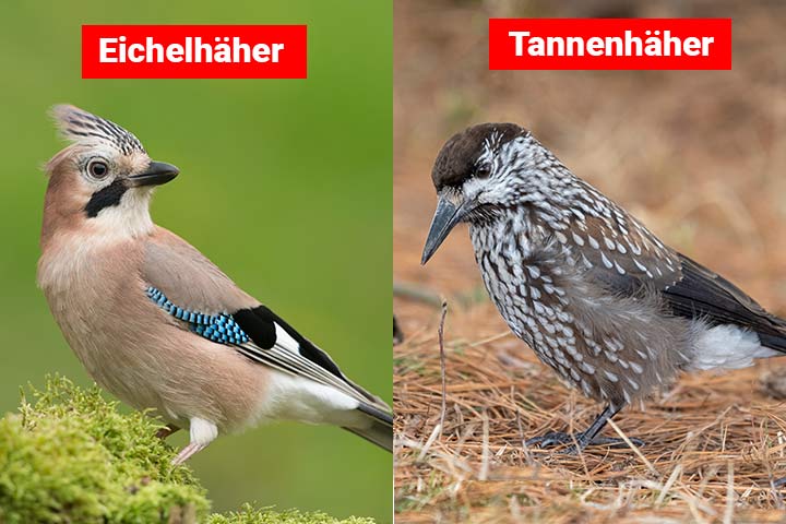 Eichelhäher oder Tannenhäher – Wo ist der Unterschied?