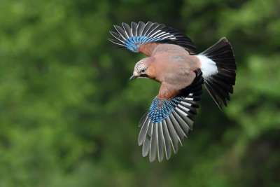 Eichelhaeher flug xl