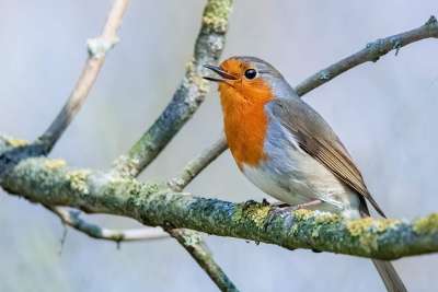 Vogelgezwitscher und Waldwege: Wie schon 10 Minuten gegen Stress helfen Vogelgezwitscher und Waldwege: Wie schon 10 Minuten gegen Stress helfen