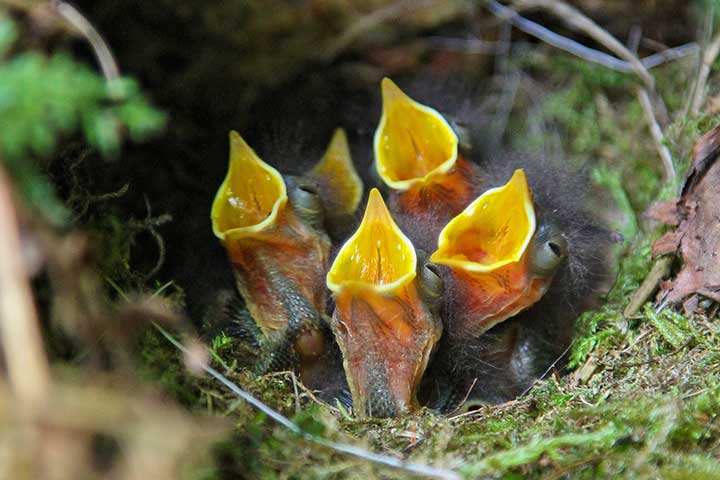 Rotkehlchen