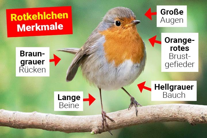 Rotkehlchen