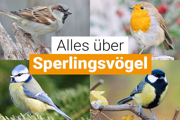 Alles über Sperlingsvögel