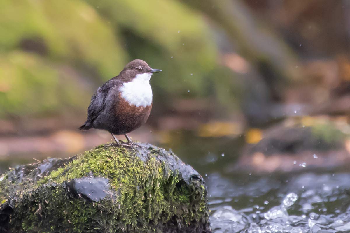 Wasseramsel