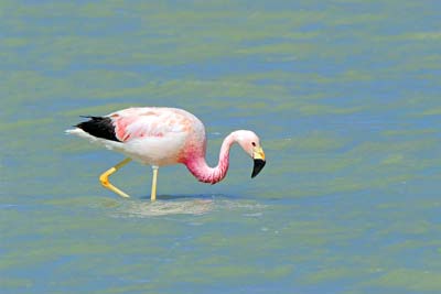 Flamingo