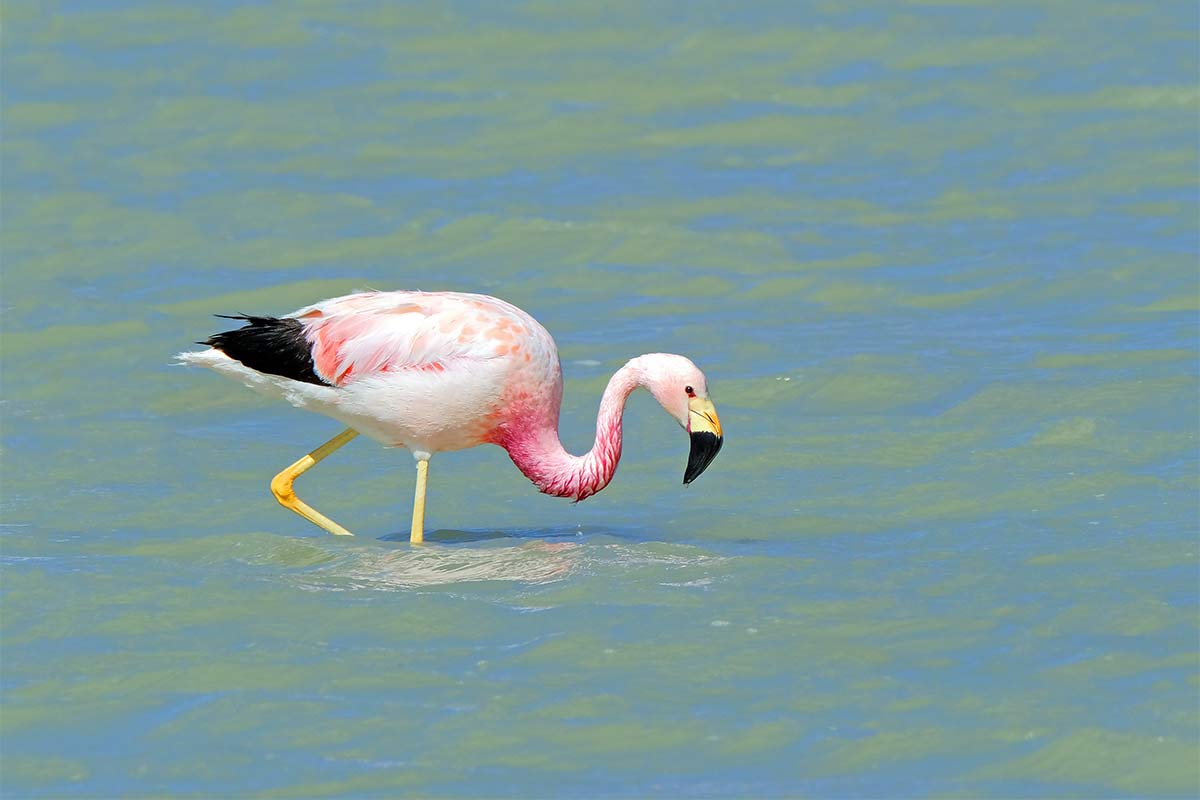 Andenflamingo