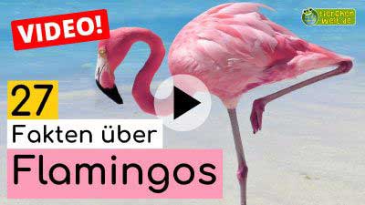 Video Flamingo