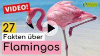 Video Flamingo
