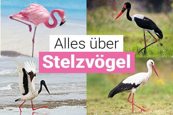 Alles über Stelzvögel