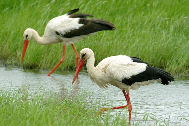Weißstorch
