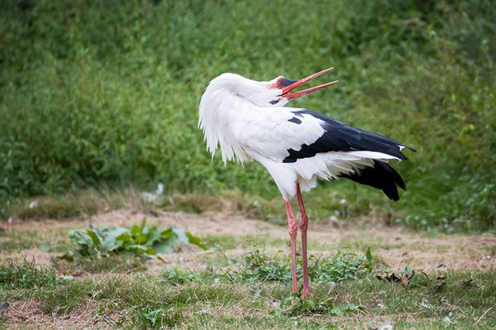 Weißstorch