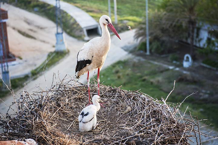 Weißstorch