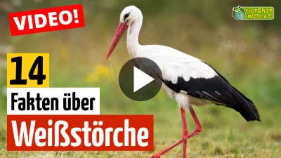 Video: 14 Fakten über Weißstörche