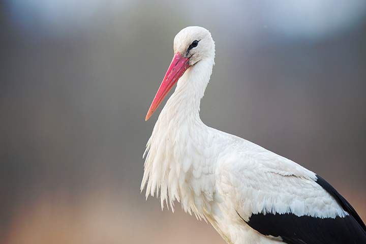 Weißstorch