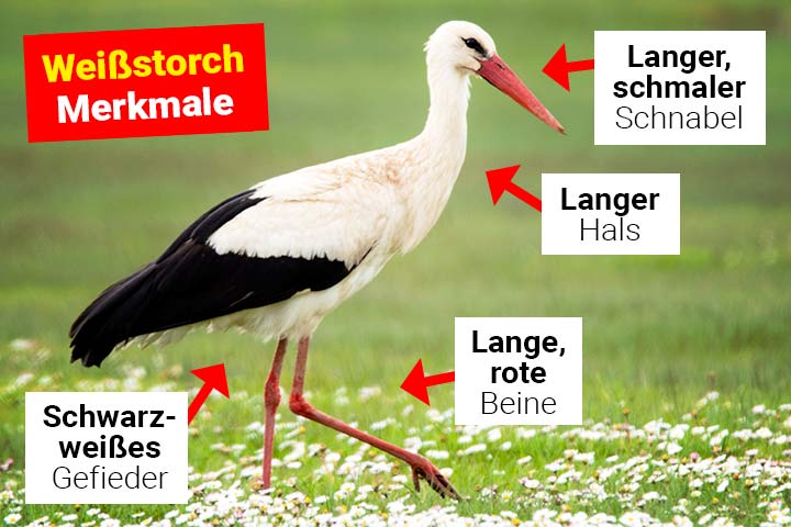 Weißstorch Körperbau und Aussehen