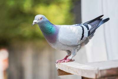 Tauben-Väter helfen den Müttern beim Brüten, wenn das Futter knapp ist Tauben-Väter helfen den Müttern beim Brüten, wenn das Futter knapp ist
