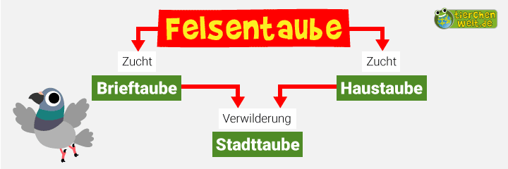 Stammbaum der Stadttaube