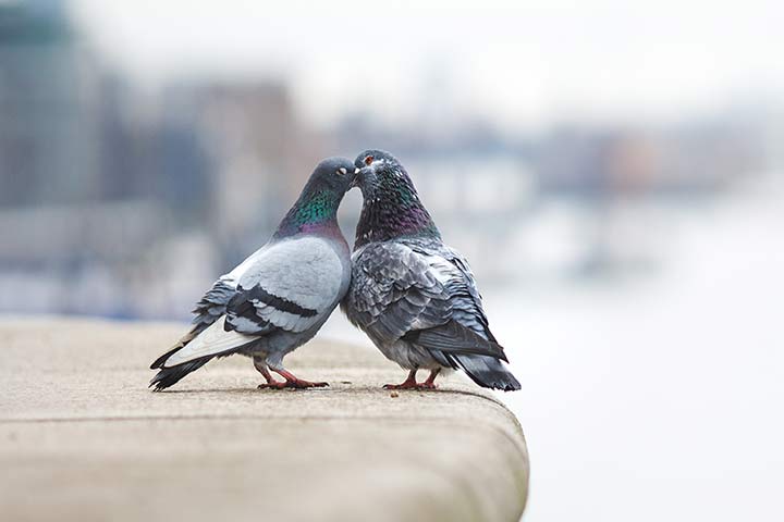 Verliebte Tauben