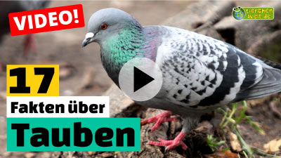 Die größten Vögel