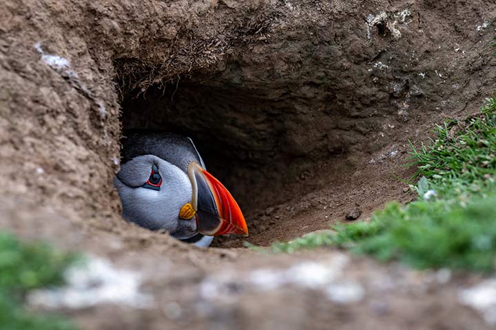 Papageientaucher Bruthöhle