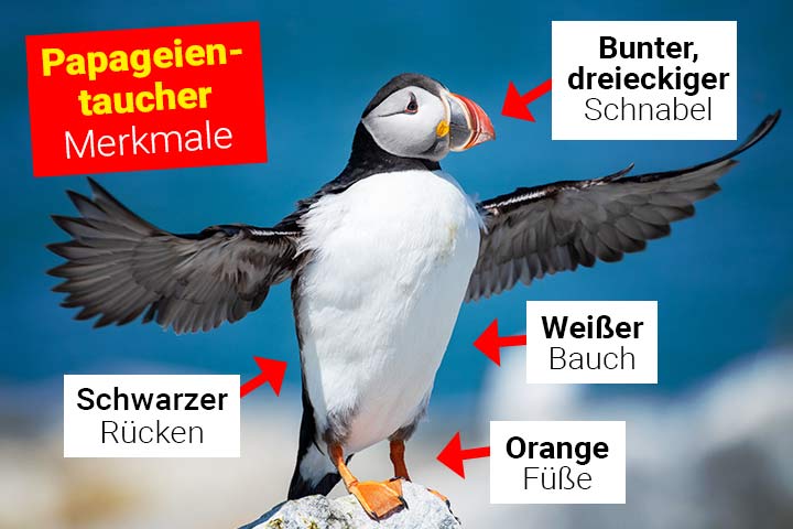 Papageientaucher Körperbau und Aussehen