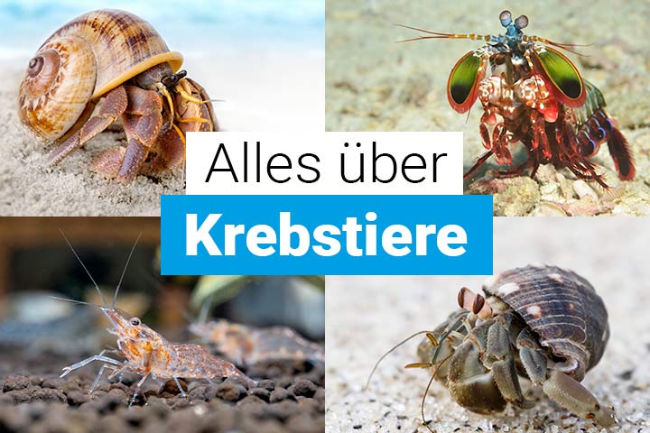 Alles über Krebstiere
