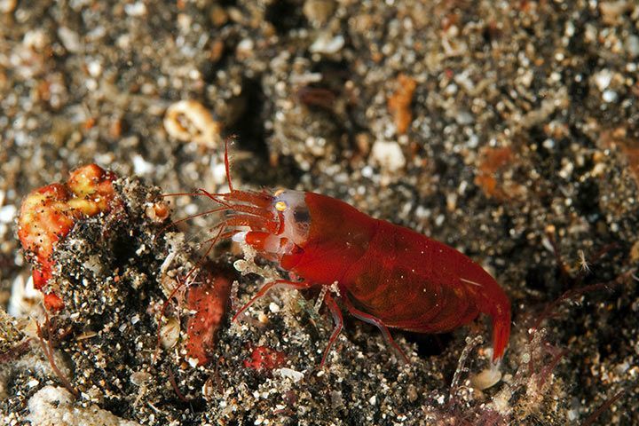 Hummerschere Königskrabbe Meeresfrüchte-Schere Krebse Garnelen Schalentierschere Krabbenbein-Knallbonbons