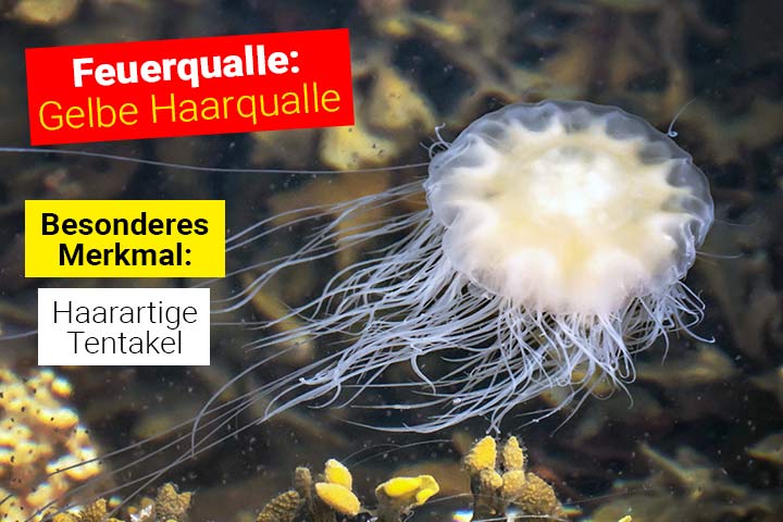 Feuerqualle - Gelbe Haarqualle