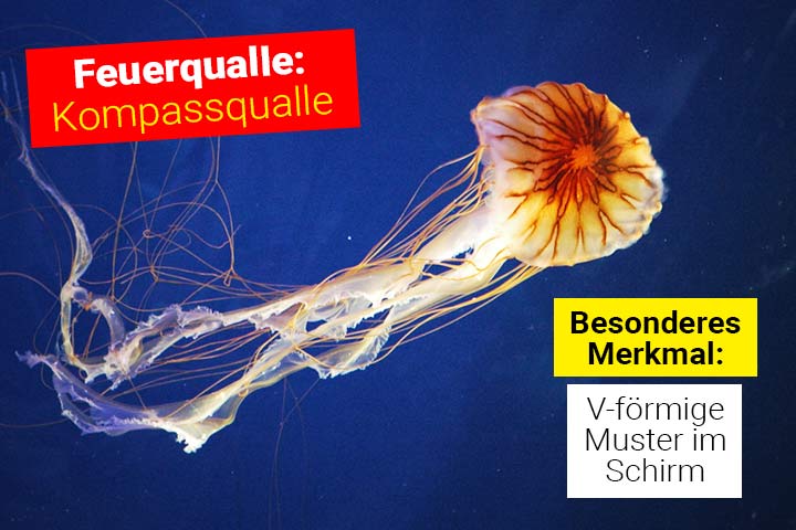Feuerqualle - Kompassqualle
