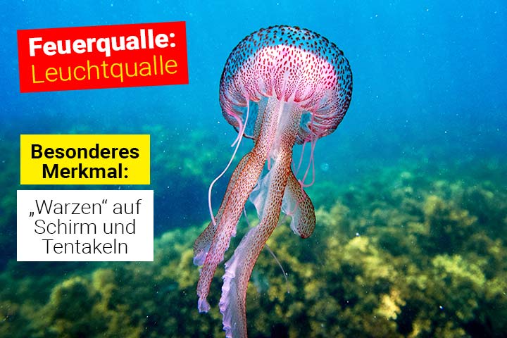 Feuerqualle - Leuchtqualle