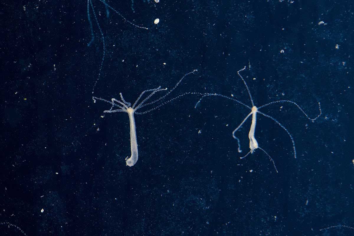 Hydra vulgaris