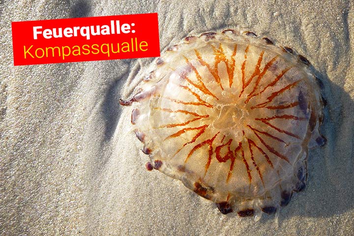 Feuerqualle - Kompassqualle