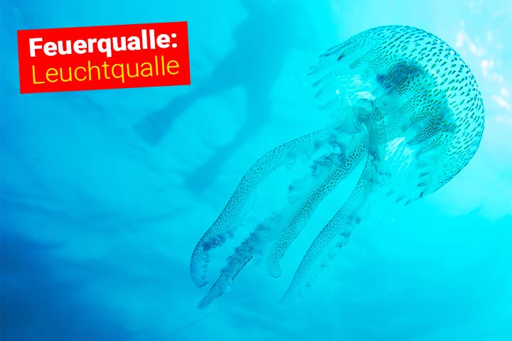 Feuerqualle - Leuchtqualle