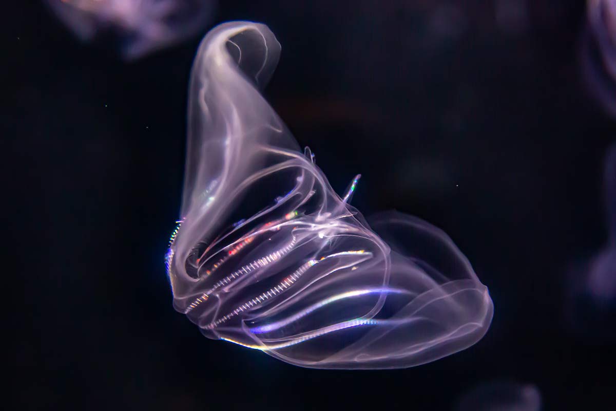 Rippenqualle