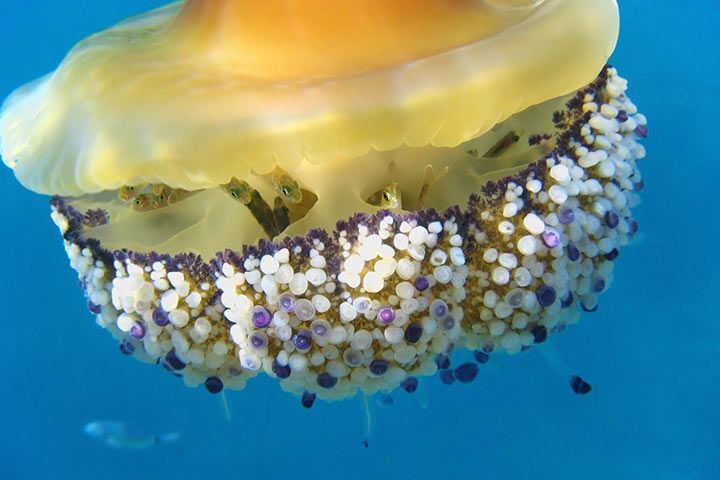 Spiegeleiqualle