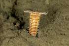 Riesenborstenwurm xl