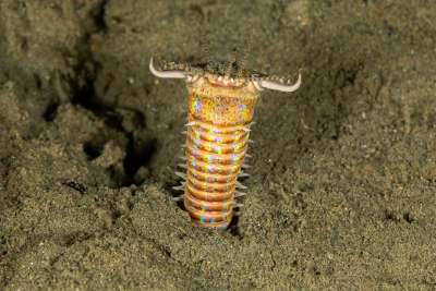 Riesenborstenwurm xl