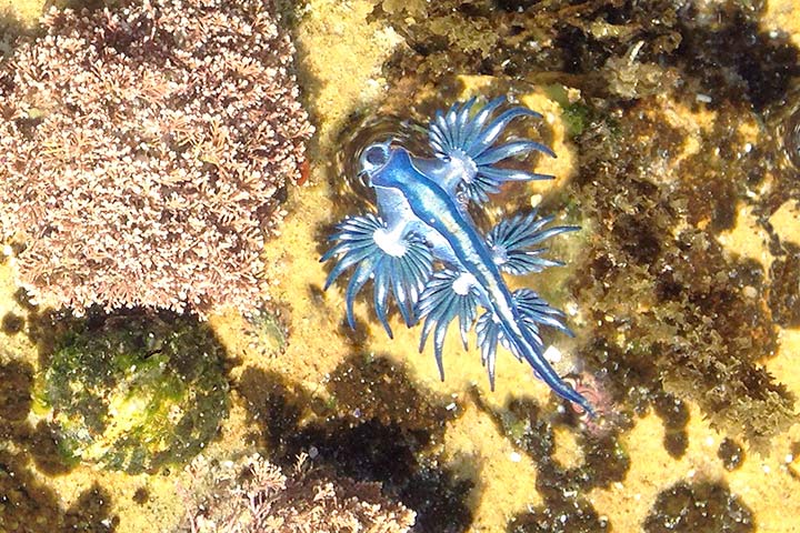 Eine blaue Ozeanschnecke Glaucus atlanticus